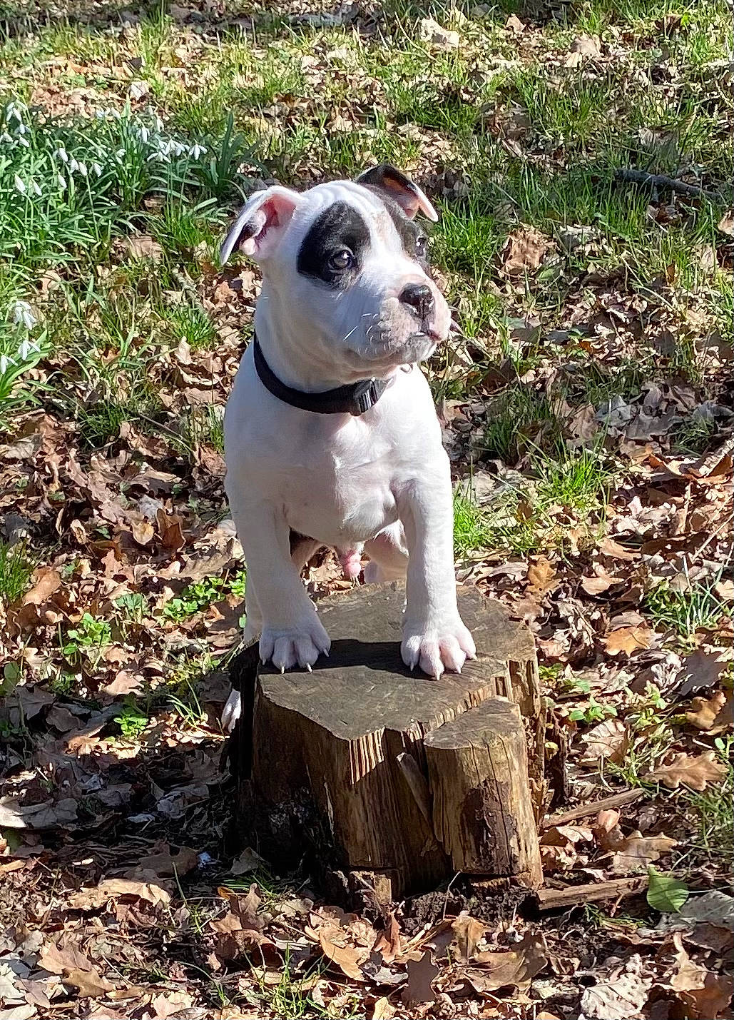 Raoul participe au concours pour gagner de l'argent avec cette photo : bulldog, canidae, carnivore, collar, companion_dog, dog, dog_breed, dog_collar, fawn, french_bulldog, grass, molosser, pet_supply, plant, soil, sporting_group, tail, toy_dog, whiskers, working_animal