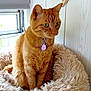 cat, cat_bed, collar, comfortable, cozy, curious, domestic_animal, feline, fur, home, indoor, natural_light, orange_tabby, pet, plush, side_view, sitting, tag, window, wood_paneling