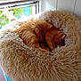 Thara participe au concours pour gagner de l'argent avec cette photo : animal, cat, comfortable, cozy, curled_up, domestic, donut_bed, fluffy_bed, furniture, furry, ginger_cat, home, indoor, natural_light, pet, relaxation, resting, sleeping, window, wooden_surface