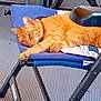 Thara a rejoint le concours — aidez-le/la à gagner de superbes lots ! animal, blue, cat, chair, closeup, collar, domestic_animal, fabric, floor, furniture, ginger_cat, household, indoor, lounging, metal, pet, relaxed, resting, stretching, texture