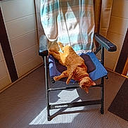 Thara participe au concours pour gagner de l'argent avec cette photo : camping_chair, carpet, cat, chair, collar, cozy, feline, floor, ginger_cat, home, indoor, orange_fur, pet, relaxed, resting, shadow, striped_towel, sunlight, towel, window