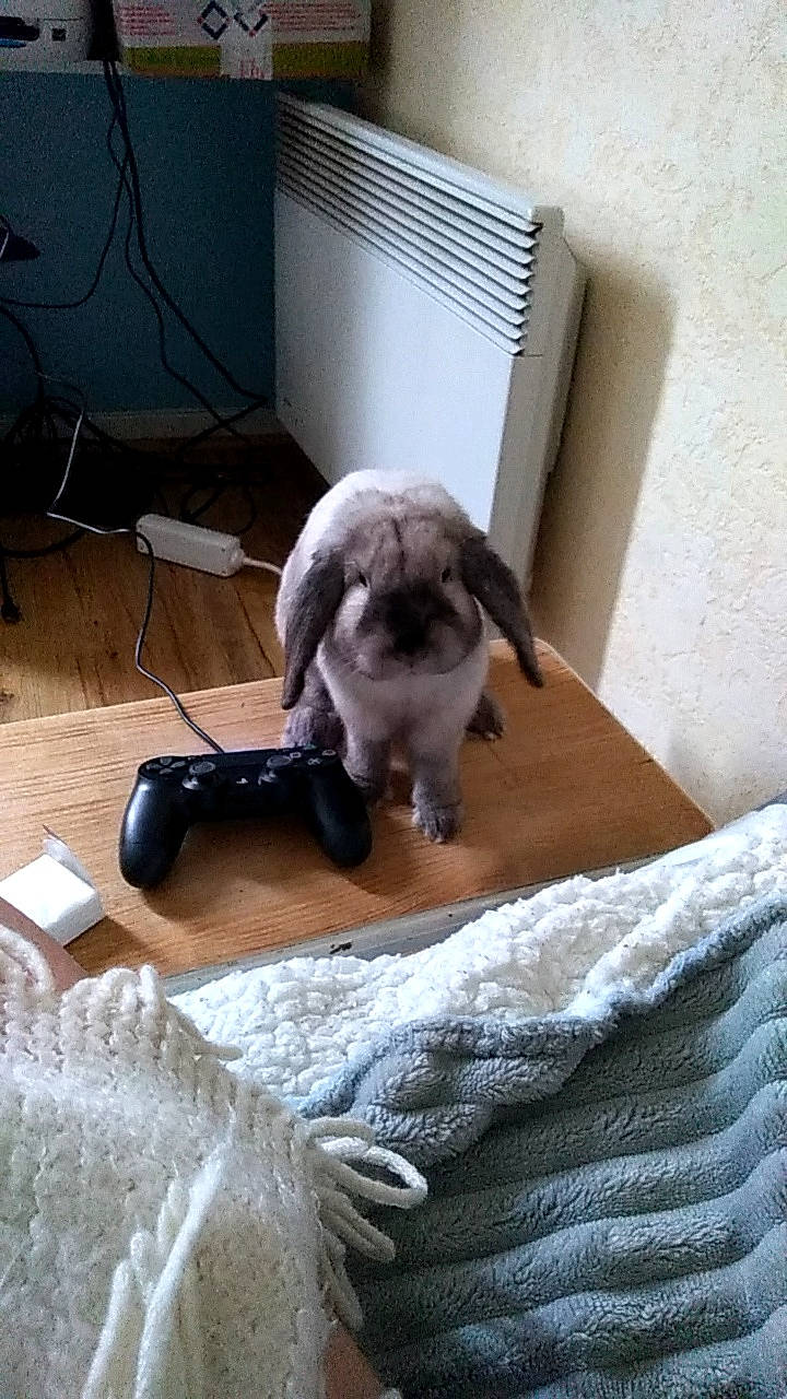 Coffee a rejoint le concours — aidez-le/la à gagner de superbes lots ! canidae, carnivore, companion_dog, dog, dog_breed, fawn, lhasa_apso, pug, puppy, shih_tzu, sporting_group, tail, tibetan_terrier, toy_dog