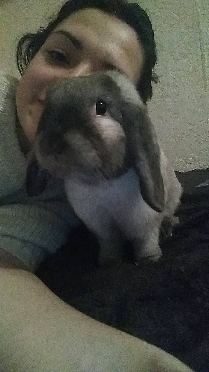 Coffee participe au concours pour gagner de l'argent avec cette photo : angora_rabbit, companion_dog, dog_breed, domestic_rabbit, ear, fawn, hare, nose, rabbit, rabbits_and_hares, skin, snout, whiskers