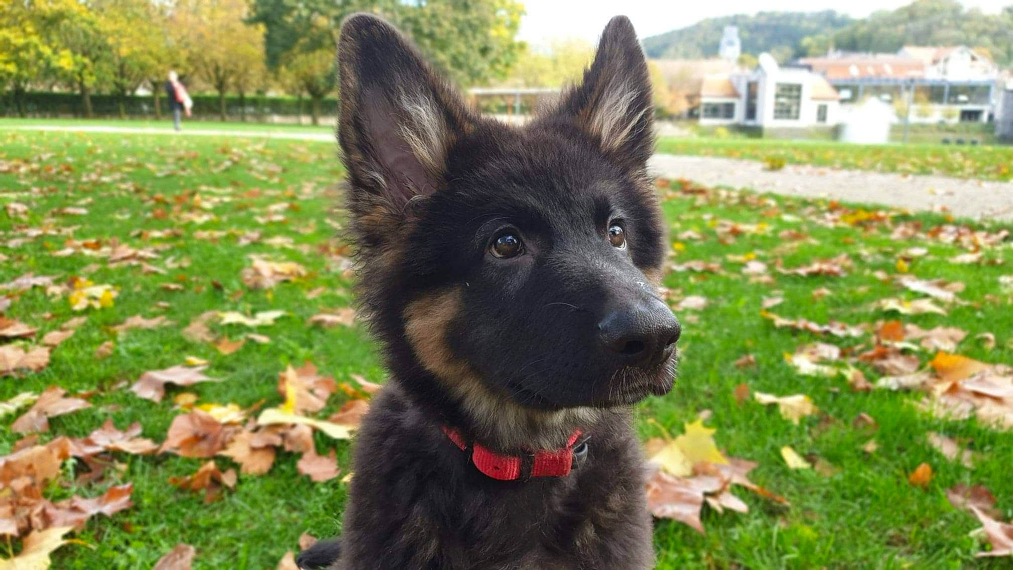 Pyke a rejoint le concours — aidez-le/la à gagner de superbes lots ! belgian_shepherd, bohemian_shepherd, canidae, carnivore, dog, dog_breed, east_european_shepherd, german_shepherd_dog, herding_dog, king_shepherd, kunming_wolfdog, mammal, mudi, old_german_shepherd_dog, rare_breed_dog, shiloh_shepherd_dog, vertebrate