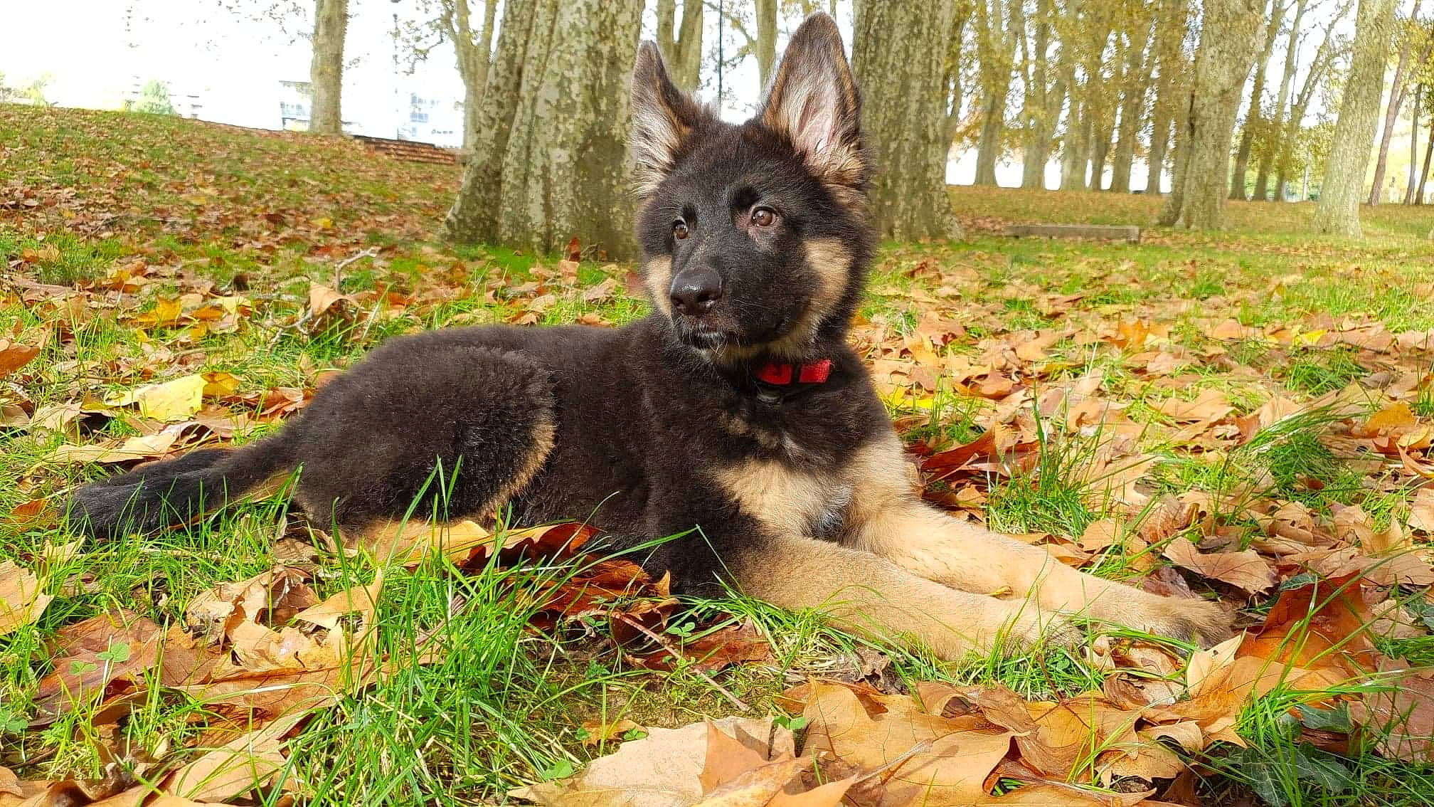 Pyke a rejoint le concours — aidez-le/la à gagner de superbes lots ! bohemian_shepherd, canidae, carnivore, dog, dog_breed, dutch_shepherd_dog, east_european_shepherd, german_shepherd_dog, king_shepherd, kunming_wolfdog, mammal, native_american_indian_dog, old_german_shepherd_dog, rare_breed_dog, shiloh_shepherd_dog, tamaskan_dog, vertebrate, wolfdog