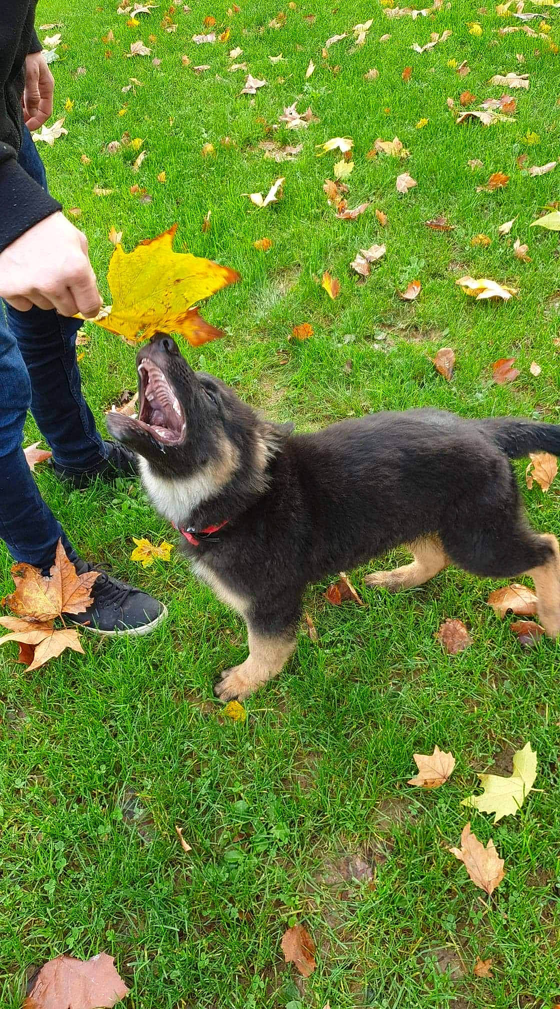 Pyke a rejoint le concours — aidez-le/la à gagner de superbes lots ! canidae, carnivore, companion_dog, dog, dog_breed, east_european_shepherd, german_shepherd_dog, grass, lapponian_herder, mammal, rare_breed_dog, shiloh_shepherd_dog, swedish_vallhund, tail, vertebrate, working_dog