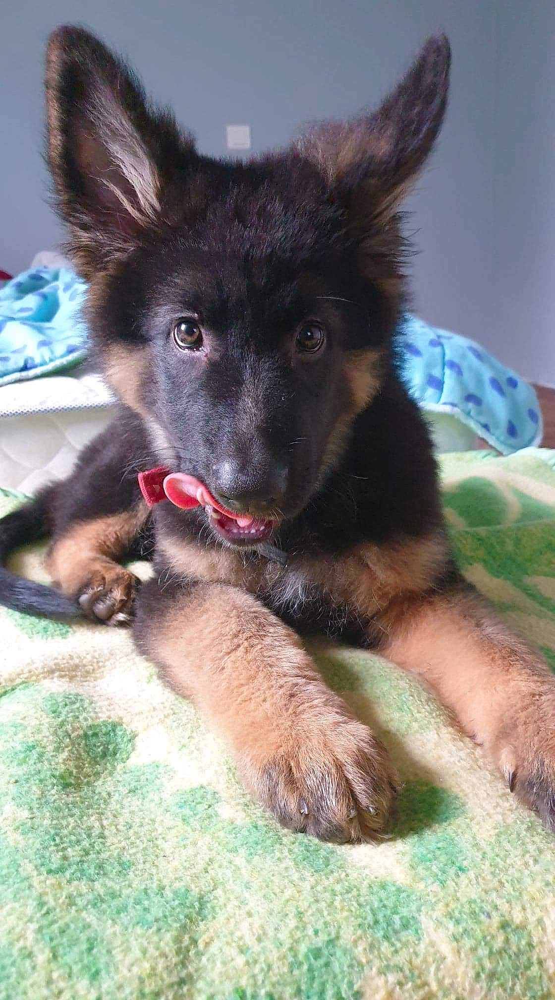 Pyke a rejoint le concours — aidez-le/la à gagner de superbes lots ! belgian_shepherd, belgian_shepherd_malinois, bohemian_shepherd, canidae, carnivore, dog, dog_breed, east_european_shepherd, german_shepherd_dog, herding_dog, king_shepherd, mammal, old_german_shepherd_dog, shiloh_shepherd_dog, snout, tervuren, vertebrate