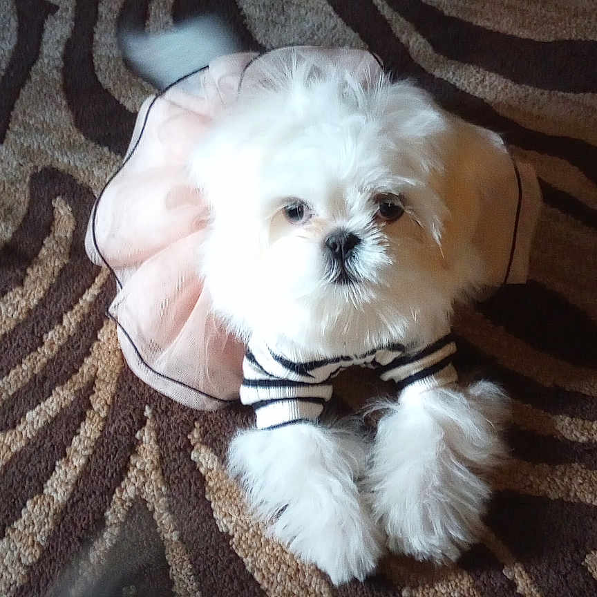 Diva joined the competition — help win amazing prizes! affenpinscher, animal, ankle, bodypart, canine, cockerspaniel, couch, dog, eskimodog, furniture, homedecor, leash, papillon, person, pet, poodle, puppy, sleeping, terrier, whitedog