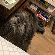 Bosco joined the competition — help win amazing prizes! animal, bedspread, black_dog, cozy, curious, dog, drawer, floor, fluffy, furniture, home, indoor, looking_up, papers, pet, portrait, room, shelf, wood, wooden_floor