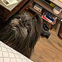 animal, bedspread, black_dog, cozy, curious, dog, drawer, floor, fluffy, furniture, home, indoor, looking_up, papers, pet, portrait, room, shelf, wood, wooden_floor