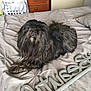 Bosco is registered to the contest to win money with this photo: animal, bed, black_dog, blanket, cozy, curious, decor, dog, fur, furniture, home, indoor, laundry_basket, long_hair, looking_up, metal_sign, pet, pillow, resting, wooden_dresser