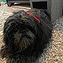 animal, black_dog, canine, carpet, companion, cozy, cute, dog, domestic_animal, fluffy, furniture, home, indoor, laying_down, living_room, long_hair, pet_bed, red_collar, relaxed, rug