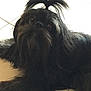 Bosco is registered to the contest to win money with this photo: animal, black_fur, companion, cute, dog, domestic_animal, floor, friendly, fur, hair_tuft, indoor, indoors, laying_down, looking_up, mammal, pet, relaxed, small_dog, tile, topknot