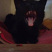 Mia a rejoint le concours — aidez-le/la à gagner de superbes lots ! black_cat, yawning, pet, animal, indoor, fabric, folded_cloth, teeth, tongue, dark, blurry, resting, cute, feline, whiskers, ears, mouth_open, sleepy, cozy, home