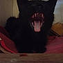 black_cat, yawning, pet, animal, indoor, fabric, folded_cloth, teeth, tongue, dark, blurry, resting, cute, feline, whiskers, ears, mouth_open, sleepy, cozy, home