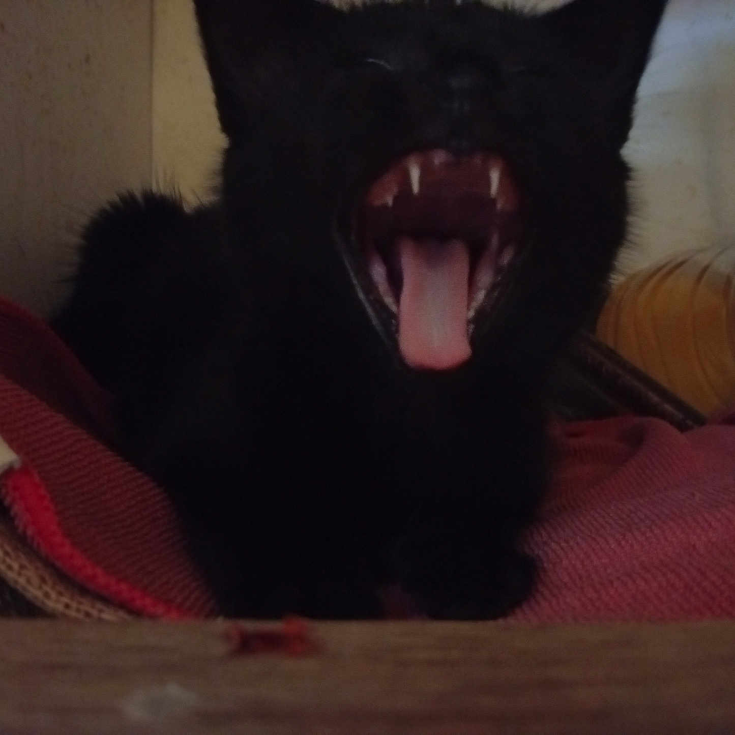 Mia a rejoint le concours — aidez-le/la à gagner de superbes lots ! animal, black_cat, blurry, cozy, cute, dark, ears, fabric, feline, folded_cloth, home, indoor, mouth_open, pet, resting, sleepy, teeth, tongue, whiskers, yawning