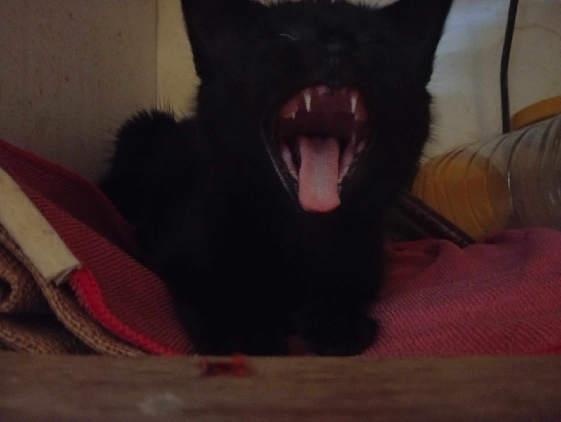 Mia a rejoint le concours — aidez-le/la à gagner de superbes lots ! black_cat, yawning, pet, animal, indoor, fabric, folded_cloth, teeth, tongue, dark, blurry, resting, cute, feline, whiskers, ears, mouth_open, sleepy, cozy, home