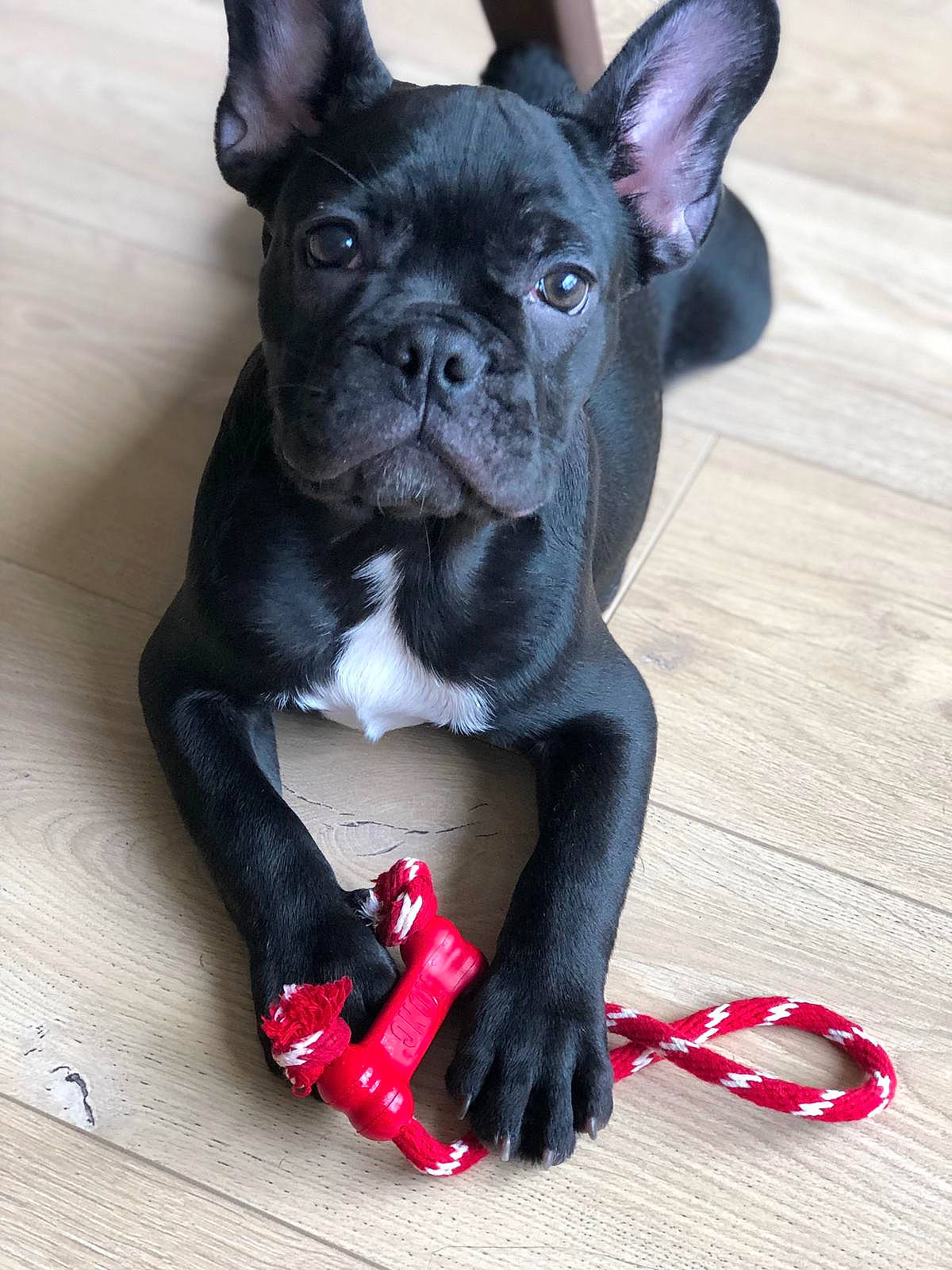 Franklin participe au concours pour gagner de l'argent avec cette photo : bulldog, carmine, carnivore, collar, companion_dog, dog, dog_breed, dog_collar, ear, fawn, french_bulldog, fur, molosser, sculpture, snout, terrestrial_animal, toy_dog, whiskers, working_animal, wrinkle