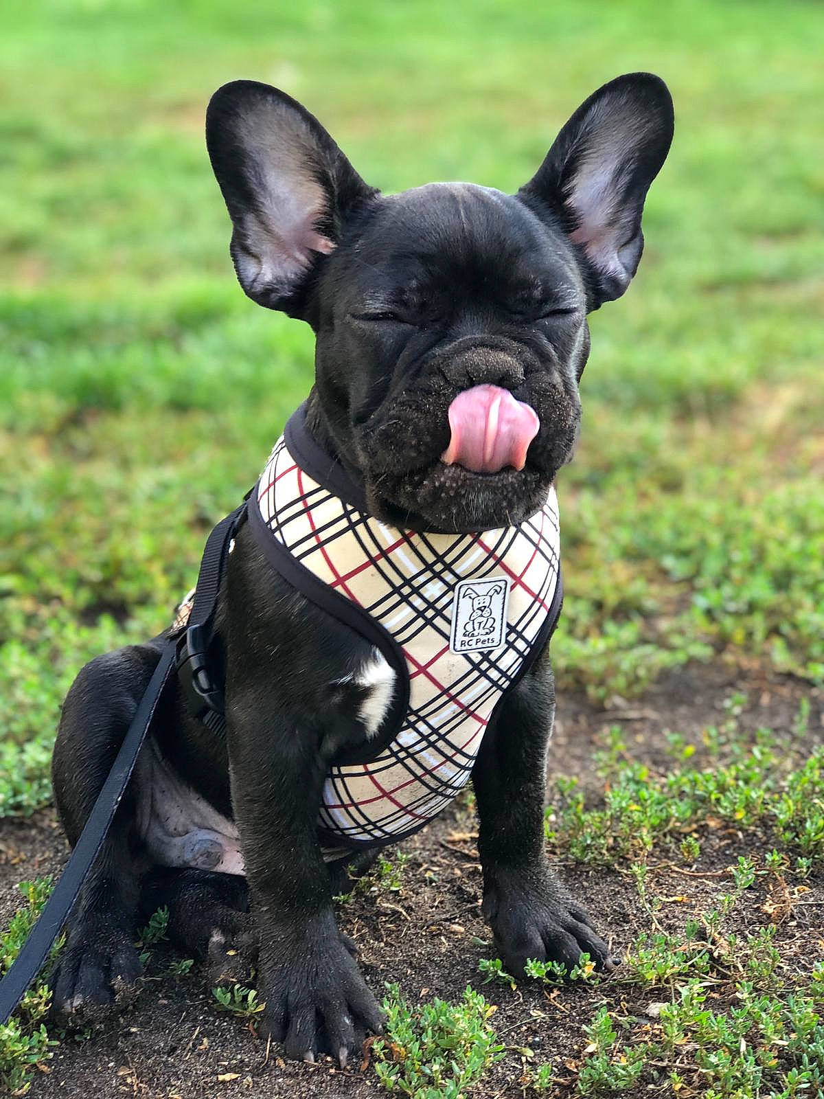 Franklin participe au concours pour gagner de l'argent avec cette photo : bulldog, canidae, carnivore, collar, companion_dog, dog, dog_breed, dog_collar, ear, fashion_accessory, fawn, grass, mammal, snout, sporting_group, tail, terrestrial_animal, toy_dog, whiskers, working_animal