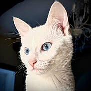 Calliopée a rejoint le concours — aidez-le/la à gagner de superbes lots ! animal, background_blur, blue_eyes, close_up, curious, cute, domestic_cat, ear, face, feline, fur, indoor, looking_away, nose, pet, portrait, soft_light, whiskers, white_cat, young_cat