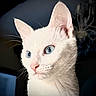 animal, background_blur, blue_eyes, close_up, curious, cute, domestic_cat, ear, face, feline, fur, indoor, looking_away, nose, pet, portrait, soft_light, whiskers, white_cat, young_cat