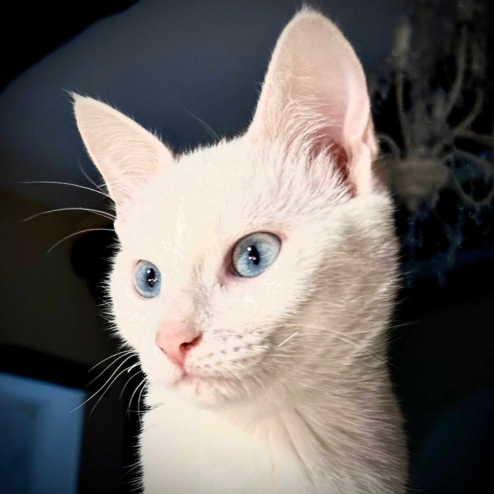 Calliopée