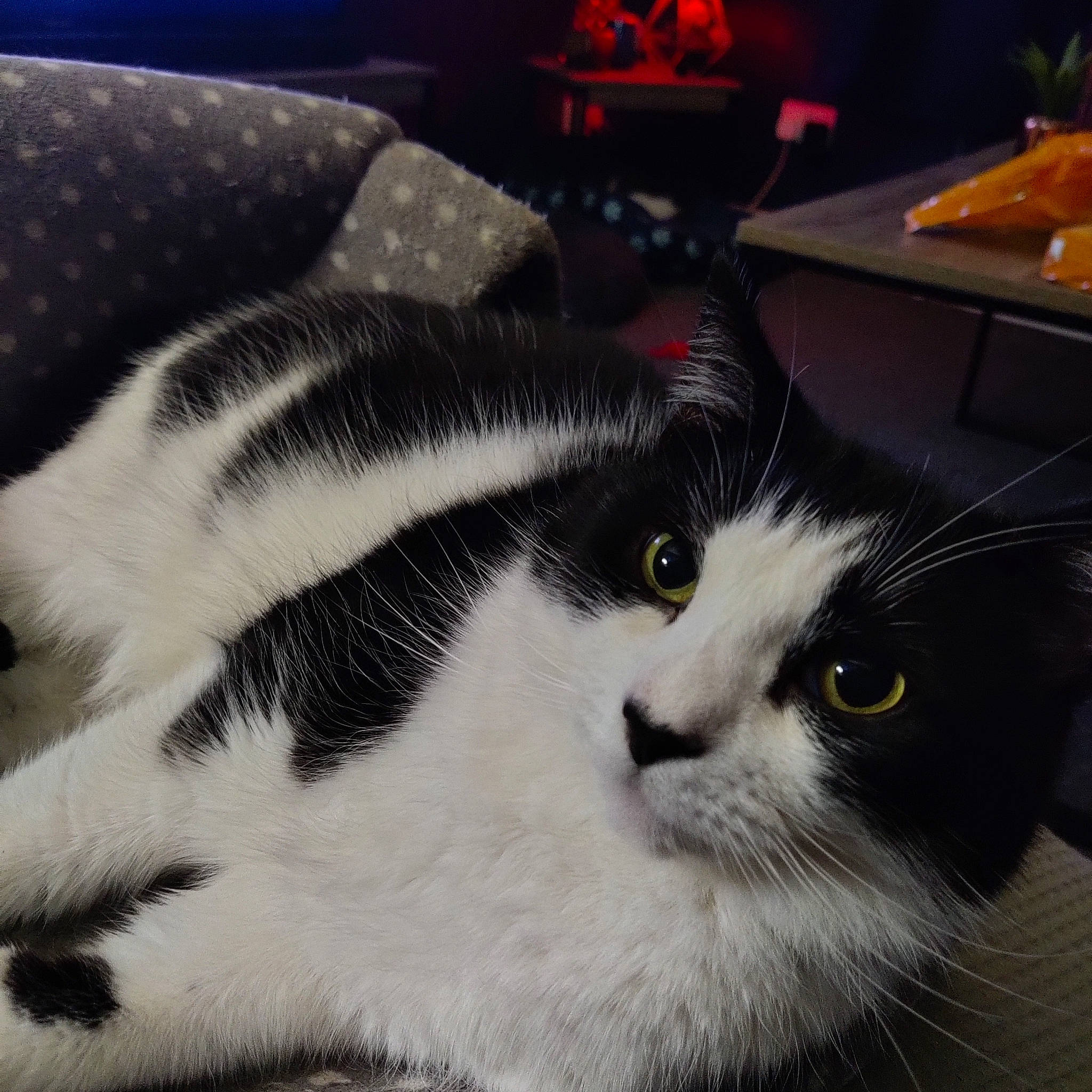 Tiddles is registered to the contest to win money with this photo: carnivore, cat, comfort, domestic_short_haired_cat, eye, felidae, fur, paw, small_to_medium_sized_cats, snout, tail, terrestrial_animal, whiskers