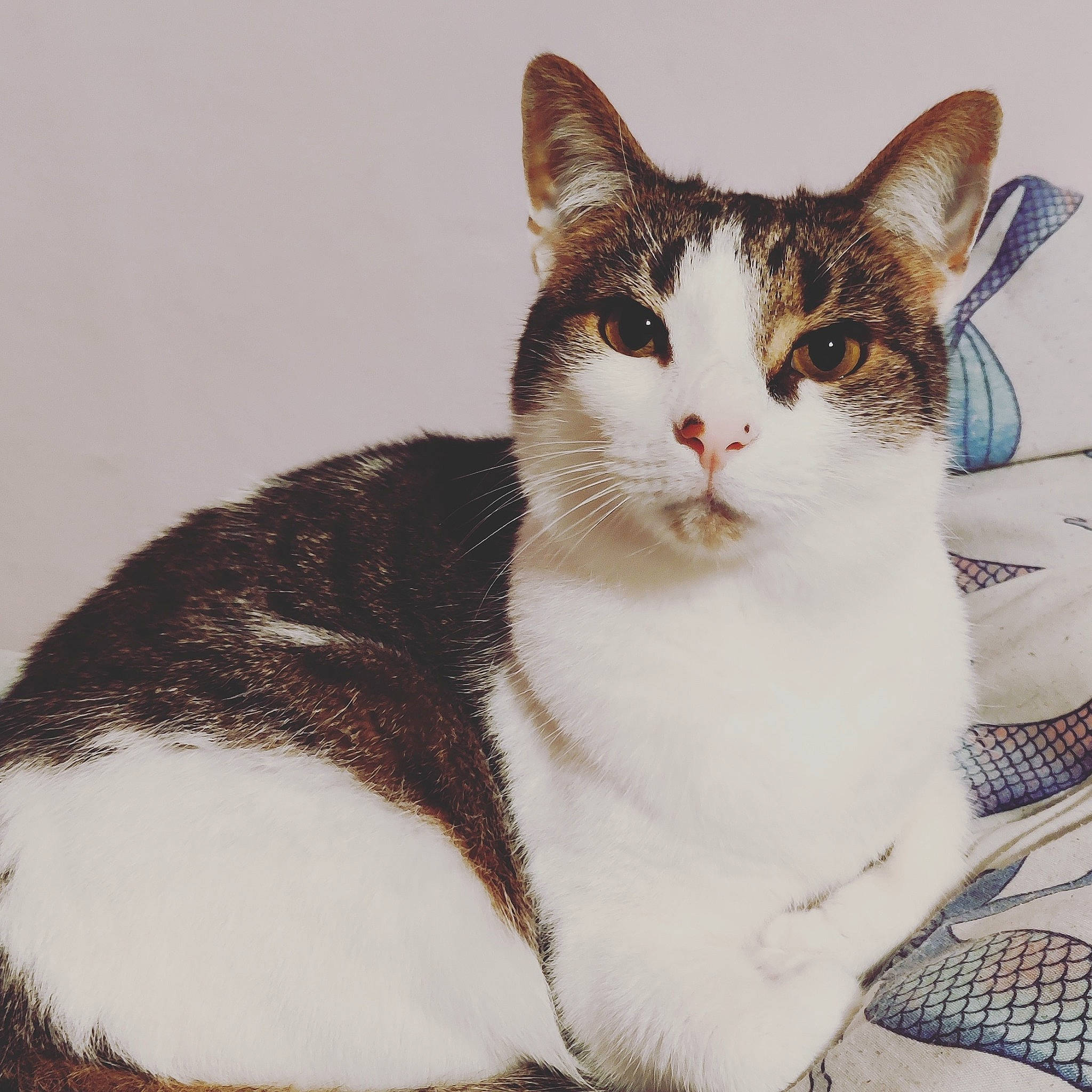 Buttons is registered to the contest to win money with this photo: art, carnivore, cat, comfort, domestic_short_haired_cat, felidae, fur, illustration, painting, paw, sitting, small_to_medium_sized_cats, snout, tail, whiskers