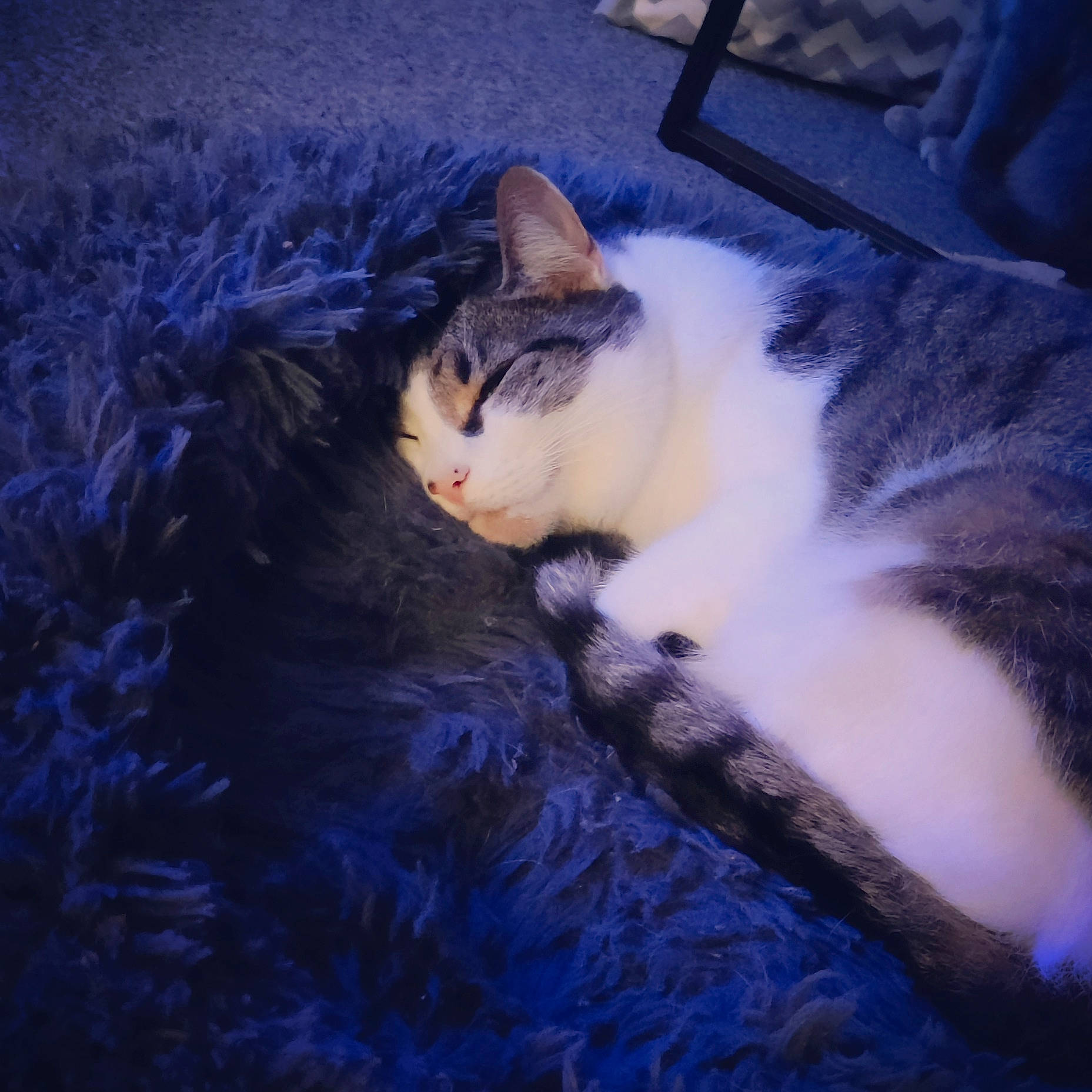 Buttons joined the competition — help win amazing prizes! carnivore, cat, cloud, darkness, domestic_short_haired_cat, electric_blue, felidae, grass, meteorological_phenomenon, mountain, music_venue, paw, plant, sky, small_to_medium_sized_cats, snout, tail, tree, whiskers, wood