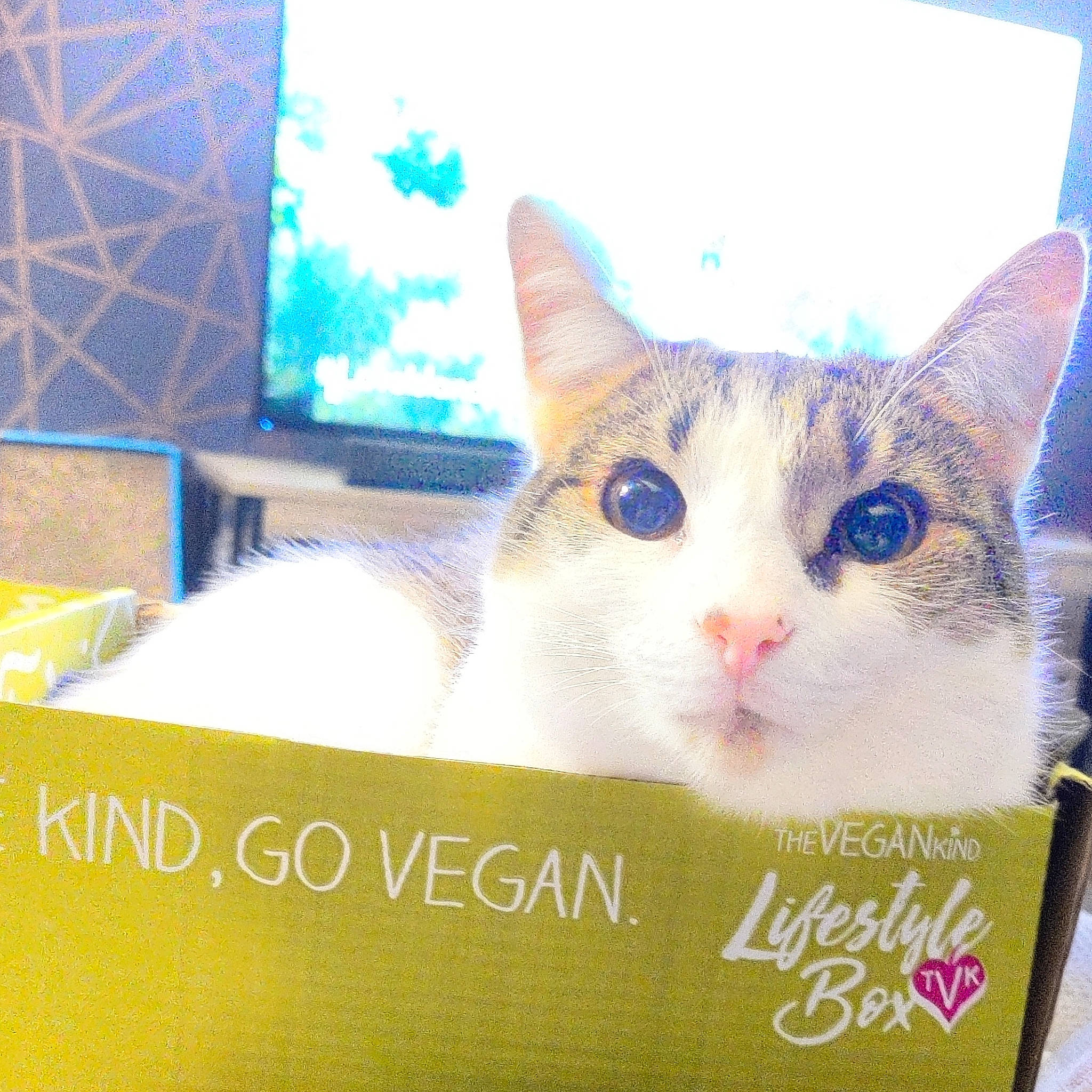 Buttons joined the competition — help win amazing prizes! box, carnivore, cat, display_device, domestic_short_haired_cat, fawn, felidae, font, fur, output_device, paper_product, paw, photo_caption, rectangle, room, small_to_medium_sized_cats, square, tail, whiskers, window