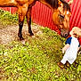Charleston joined the competition — help win amazing prizes! child, toddler, horse, animal, outdoor, grass, barn, red_wall, friendship, curious, nature, baby, pet, greenery, boots, clothing, baby_boy, daylight, playing, cute