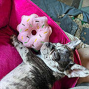 Chyna joined the competition — help win amazing prizes! animal, bed, canine, closeup, comfort, cozy, cute, dog, fabric, fur, indoor, nap, pet, pink, plush_toy, puppy, relaxed, resting, sleeping, toy