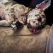 Chyna joined the competition — help win amazing prizes! dog, puppy, sleeping, tongue_out, spotted, fur, pet, cute, resting, indoors, couch, close_up, relaxed, animal, canine, nap, cozy, soft, ears, paw