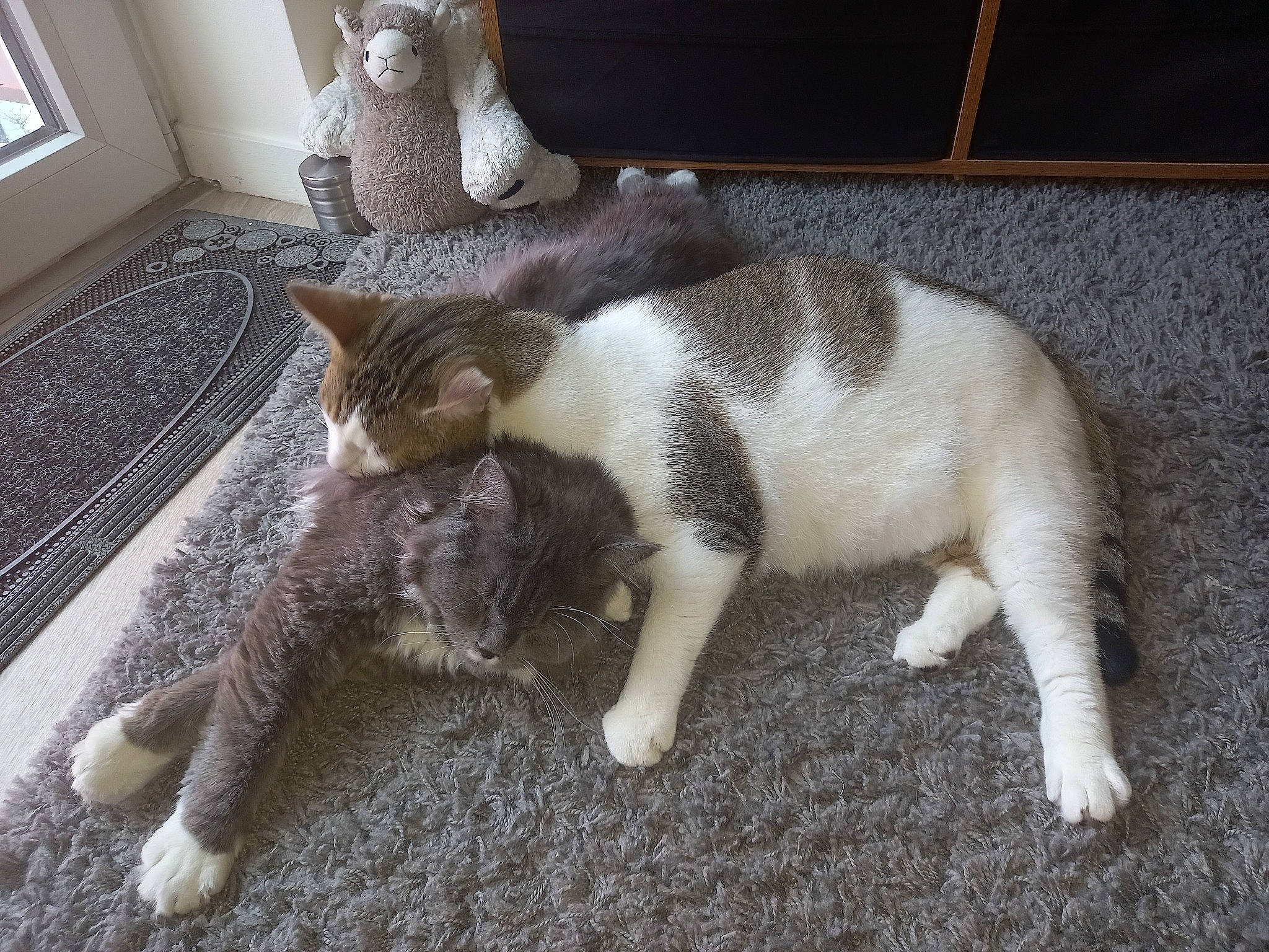 Olaf a rejoint le concours — aidez-le/la à gagner de superbes lots ! brown, carnivore, cat, claw, domestic_short_haired_cat, fawn, felidae, flooring, fur, grass, paw, small_to_medium_sized_cats, tail, terrestrial_animal, whiskers, window, wood