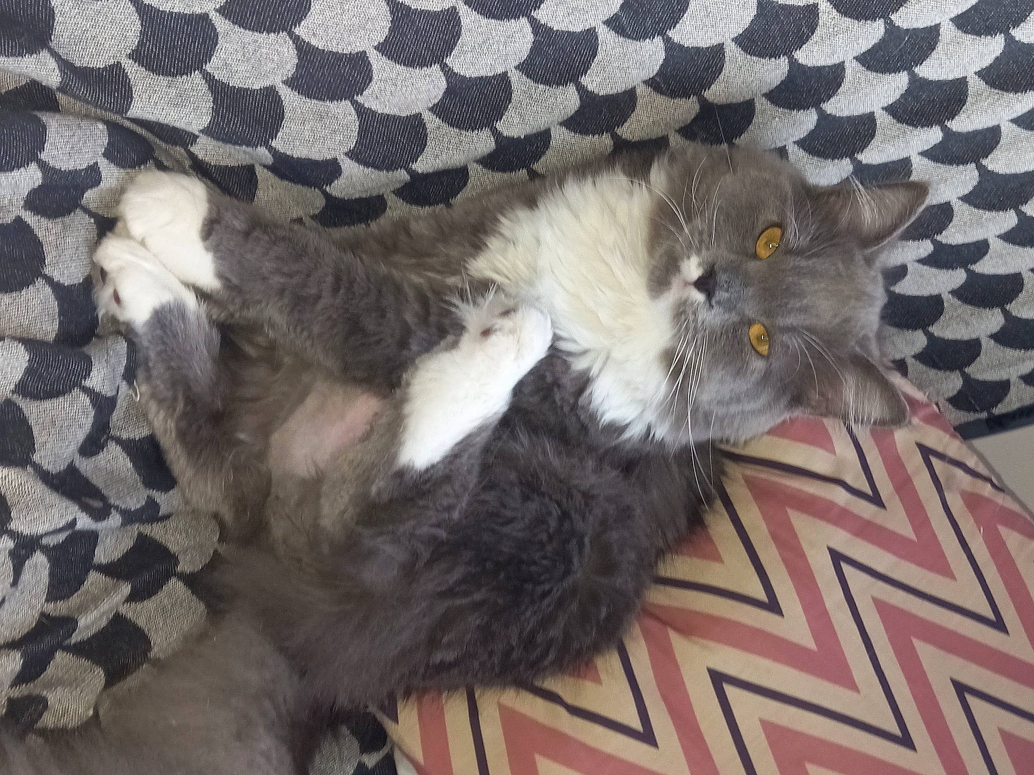 Olaf a rejoint le concours — aidez-le/la à gagner de superbes lots ! carnivore, cat, cat_supply, claw, comfort, domestic_short_haired_cat, fawn, felidae, fur, grey, natural_material, pattern, paw, small_to_medium_sized_cats, snout, tail, terrestrial_animal, whiskers