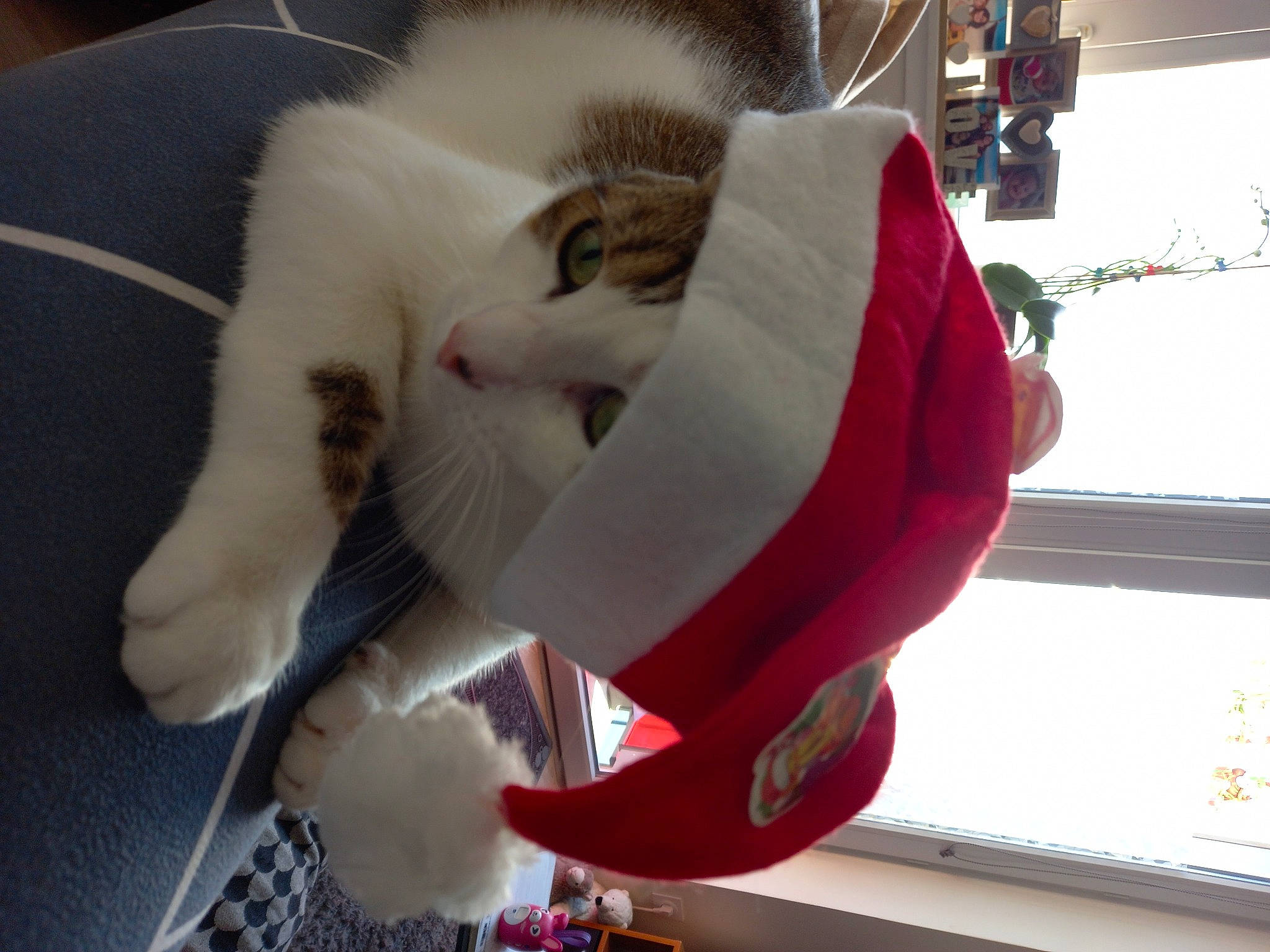 Scottie participe au concours pour gagner de l'argent avec cette photo : canidae, carmine, carnivore, cat, claw, collar, comfort, companion_dog, domestic_short_haired_cat, fang, felidae, fur, holiday, lap, paw, small_to_medium_sized_cats, snout, stuffed_toy, tail, whiskers