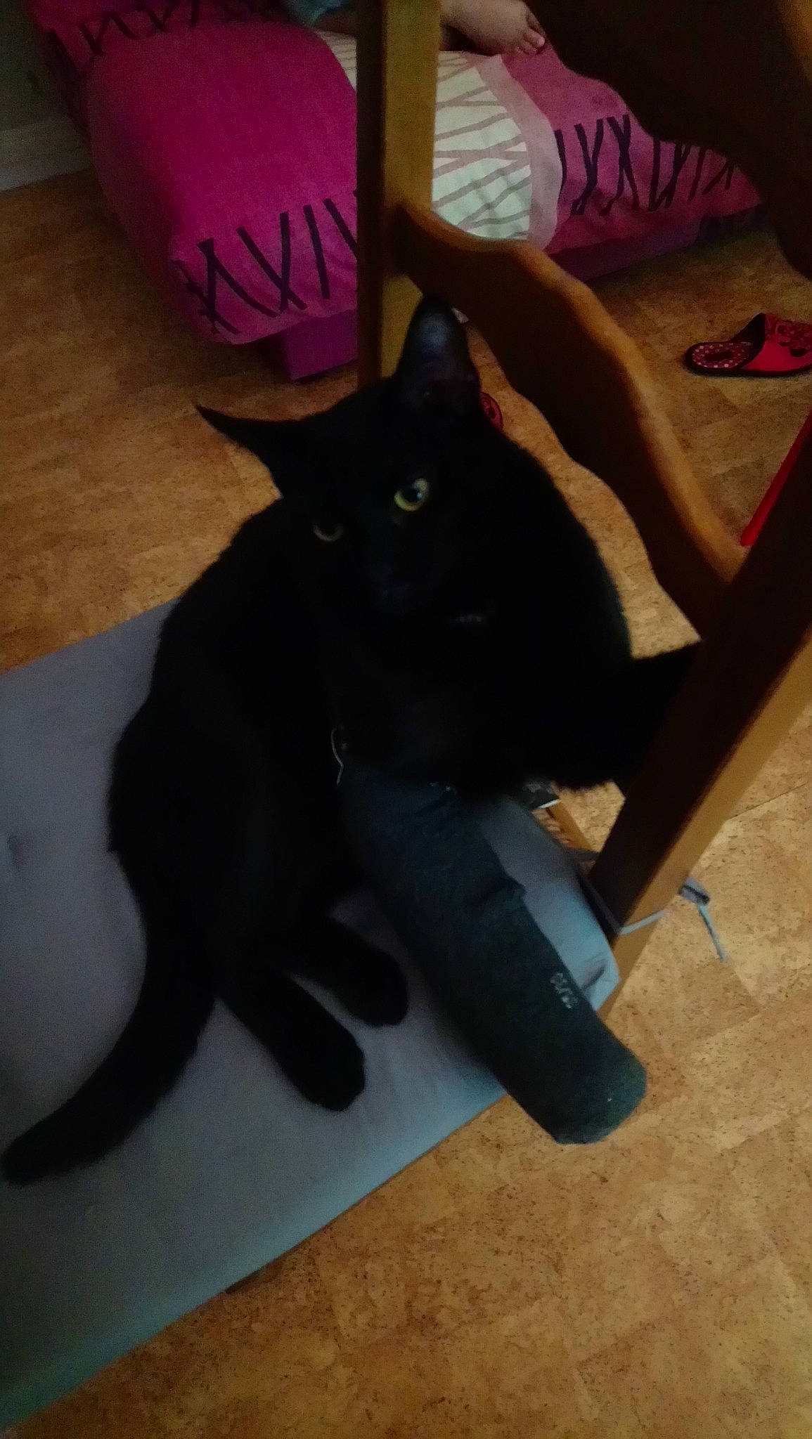 Oscar a rejoint le concours — aidez-le/la à gagner de superbes lots ! black, black_cat, bombay, carnivore, cat, domestic_short_haired_cat, felidae, korat, leg, small_to_medium_sized_cats, tail, whiskers