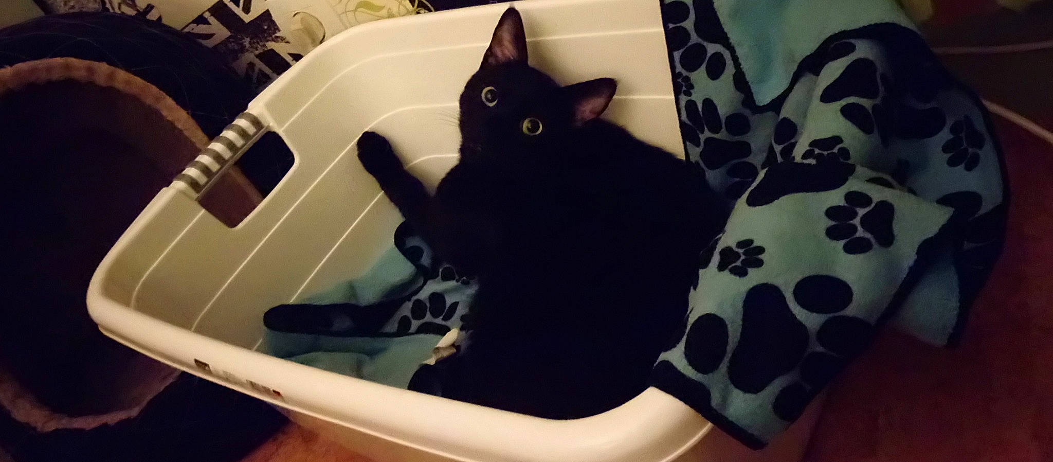 Oscar participe au concours pour gagner de l'argent avec cette photo : american_shorthair, black, black_cat, carnivore, cat, domestic_short_haired_cat, felidae, kitten, shoe, sink, small_to_medium_sized_cats, tail, whiskers