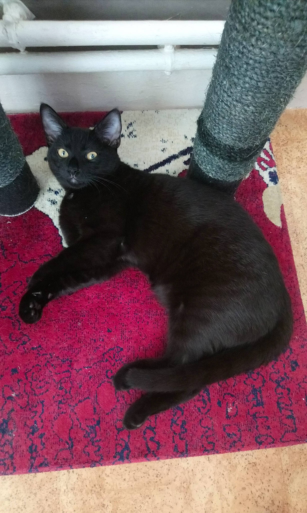 Oscar participe au concours pour gagner de l'argent avec cette photo : asian, black, black_cat, bombay, carnivore, cat, claw, domestic_short_haired_cat, felidae, fur, korat, leg, mammal, paw, polydactyl_cat, small_to_medium_sized_cats, tail, whiskers