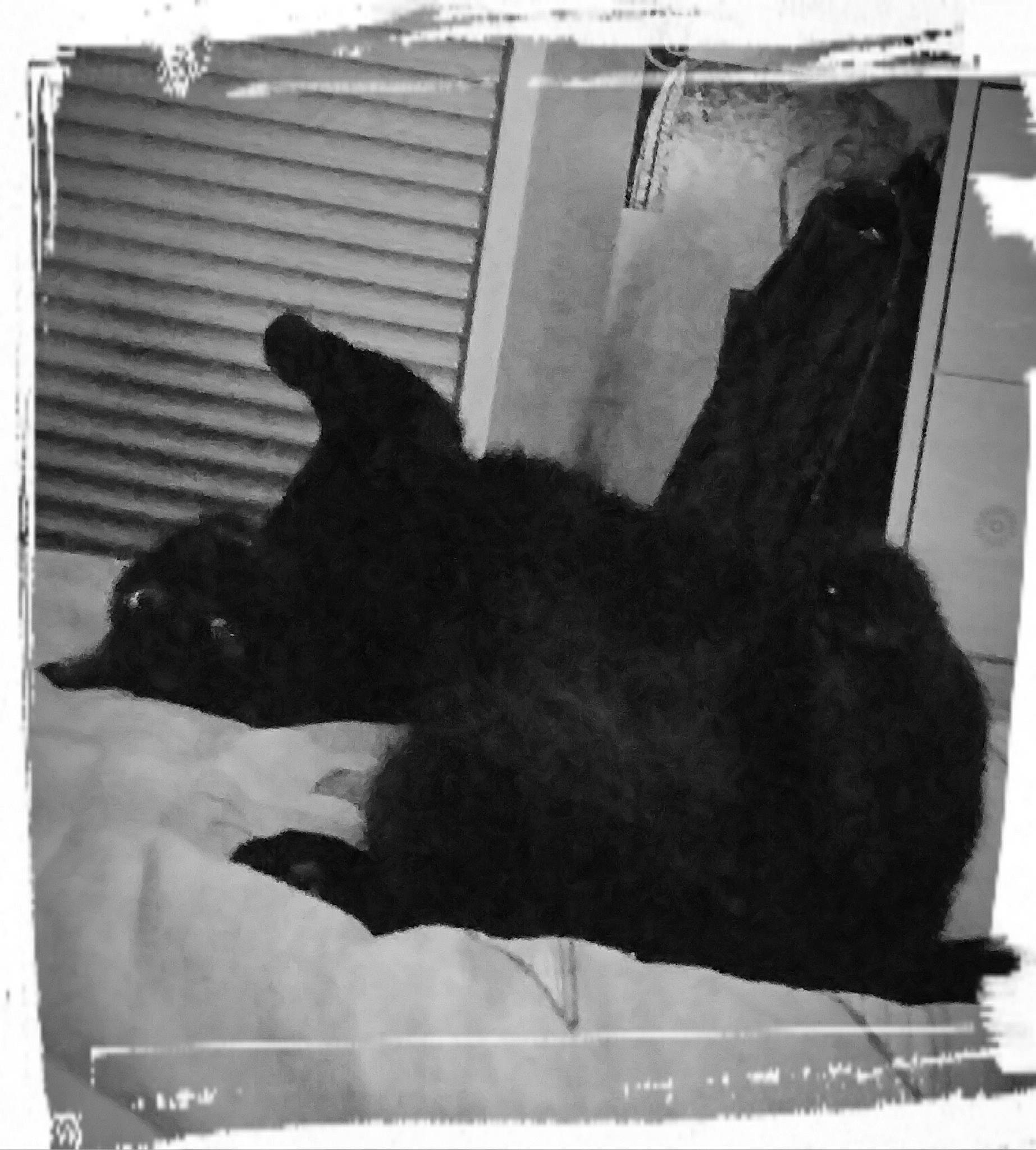 Oscar a rejoint le concours — aidez-le/la à gagner de superbes lots ! black, black_and_white, black_cat, canidae, carnivore, dog_breed, scottish_terrier, snout, sporting_group, style, tail, terrier