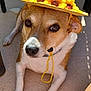 dog, hat, sunflower, straw_hat, pet, animal, brown_and_white, outdoor, floor, canine, portrait, cute, closeup, relaxed, sitting, whiskers, fur, paw, collar, sunlight