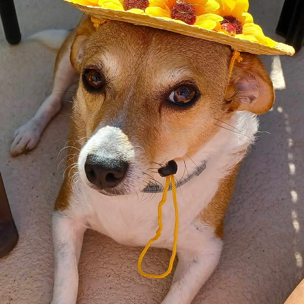 Kym Bass joined the competition — help win amazing prizes! animal, brown_and_white, canine, closeup, collar, cute, dog, floor, fur, hat, outdoor, paw, pet, portrait, relaxed, sitting, straw_hat, sunflower, sunlight, whiskers