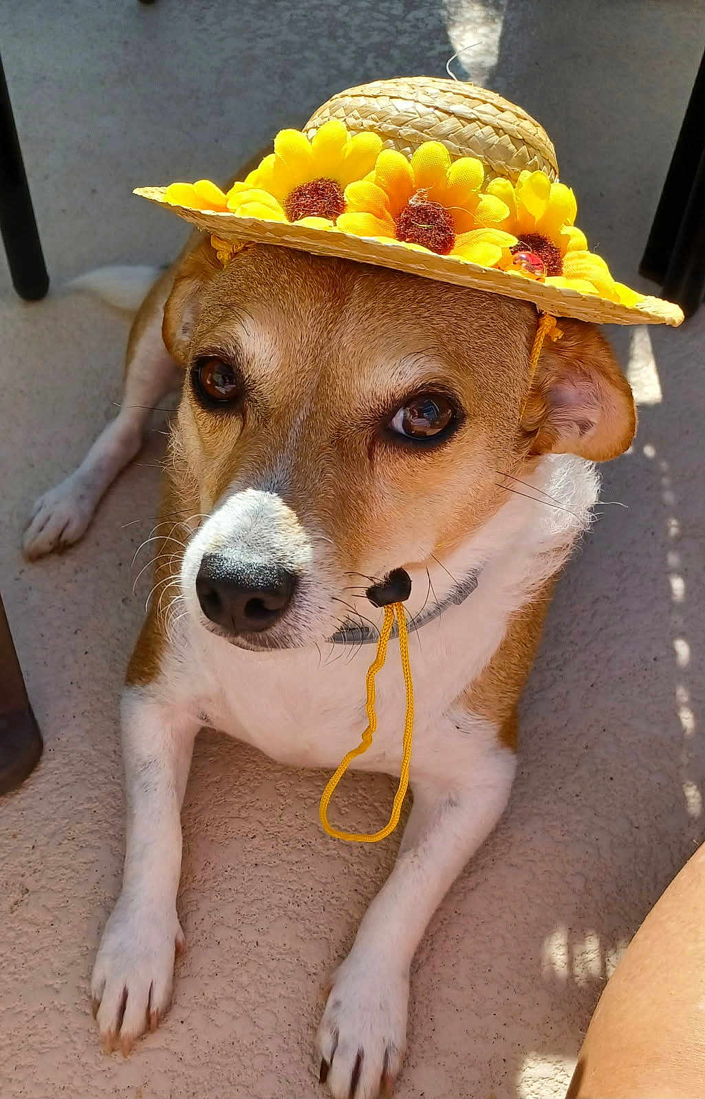 Kym Bass joined the competition — help win amazing prizes! dog, hat, sunflower, straw_hat, pet, animal, brown_and_white, outdoor, floor, canine, portrait, cute, closeup, relaxed, sitting, whiskers, fur, paw, collar, sunlight
