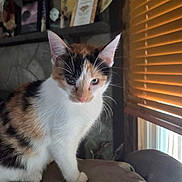 Sophie joined the competition — help win amazing prizes! cat, calico_cat, indoor, window, wooden_blinds, furniture, decor, plate, shelf, portrait, pet, animal, whiskers, ears, soft_surface, curious, closeup, cozy, home, light