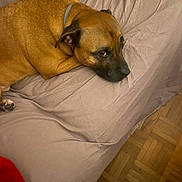 Pablo a rejoint le concours — aidez-le/la à gagner de superbes lots ! dog, brown_dog, bed, sheet, indoor, parquet_floor, pet, animal, resting, lying_down, canine, collar, fur, looking_away, cozy, home, floor, blanket, sleepy, quiet