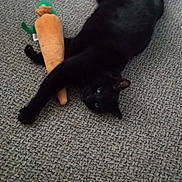 Noah joined the competition — help win amazing prizes! black_cat, cat, plush_toy, carpet, indoor, pet, animal, playful, lying_down, toy, feline, cute, domestic_animal, carrot_toy, relaxed, paw, fur, whiskers, nose, ears