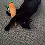 black_cat, cat, plush_toy, carpet, indoor, pet, animal, playful, lying_down, toy, feline, cute, domestic_animal, carrot_toy, relaxed, paw, fur, whiskers, nose, ears