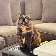 Meow Meow joined the competition — help win amazing prizes! cat, tortoiseshell_cat, pet, feline, sitting, indoor, living_room, couch, ottoman, furniture, yellow_eyes, fur, whiskers, domestic_animal, cozy, relaxed, animal, mammal, cute, portrait