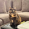 cat, tortoiseshell_cat, pet, feline, sitting, indoor, living_room, couch, ottoman, furniture, yellow_eyes, fur, whiskers, domestic_animal, cozy, relaxed, animal, mammal, cute, portrait