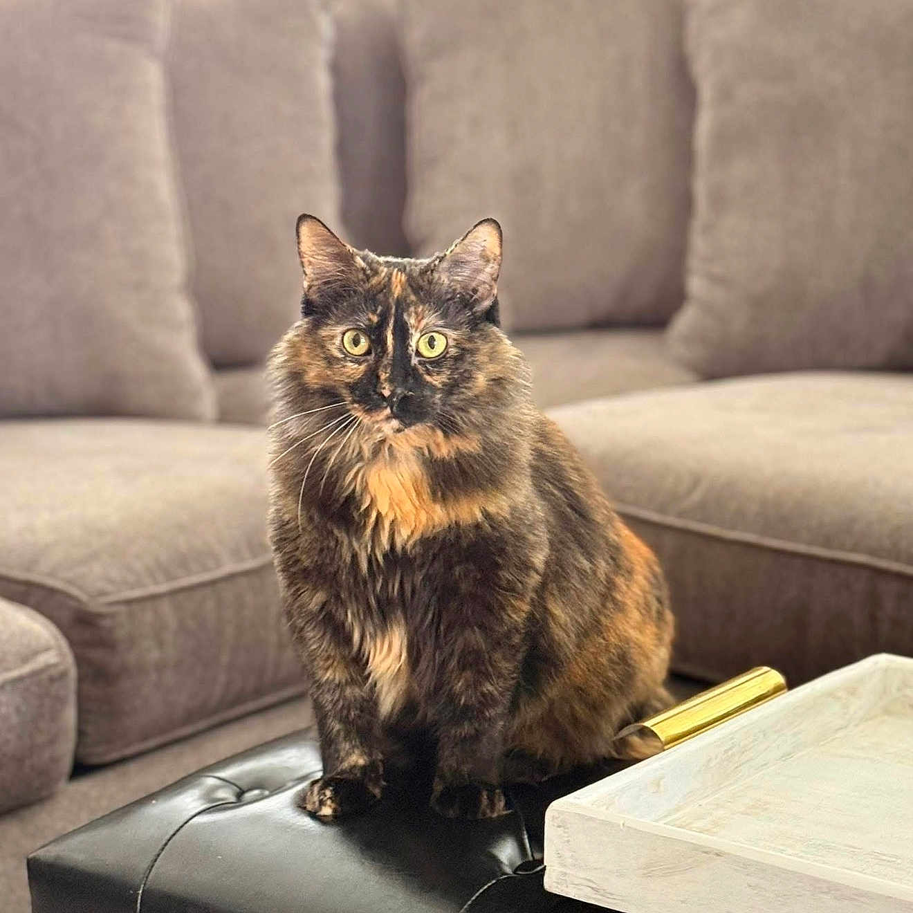 Meow Meow joined the competition — help win amazing prizes! cat, tortoiseshell_cat, pet, feline, sitting, indoor, living_room, couch, ottoman, furniture, yellow_eyes, fur, whiskers, domestic_animal, cozy, relaxed, animal, mammal, cute, portrait